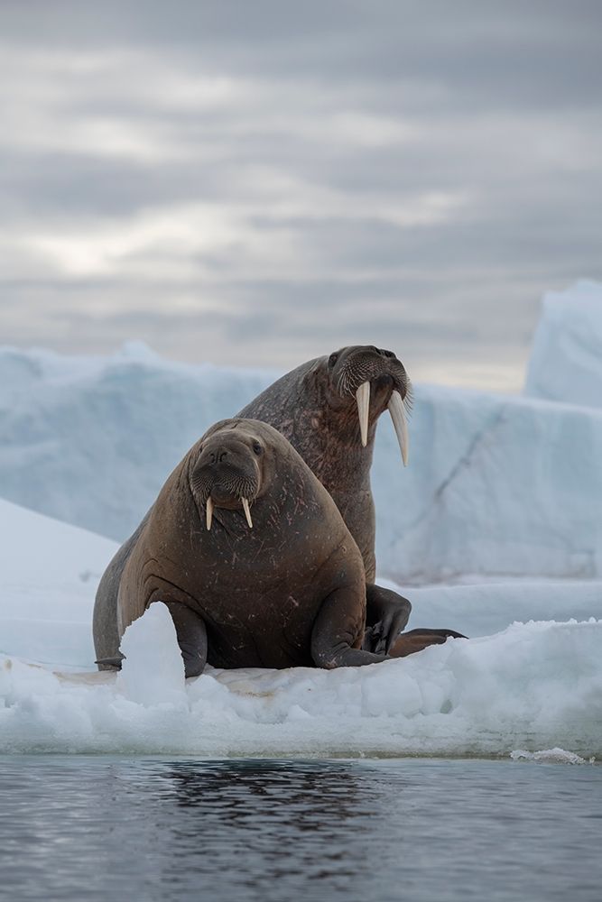 Norway-Svalbard-Nordaustlandet-Austfonna Walrus on ice
